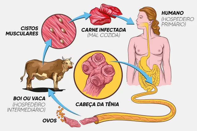 ciclo larva tenia