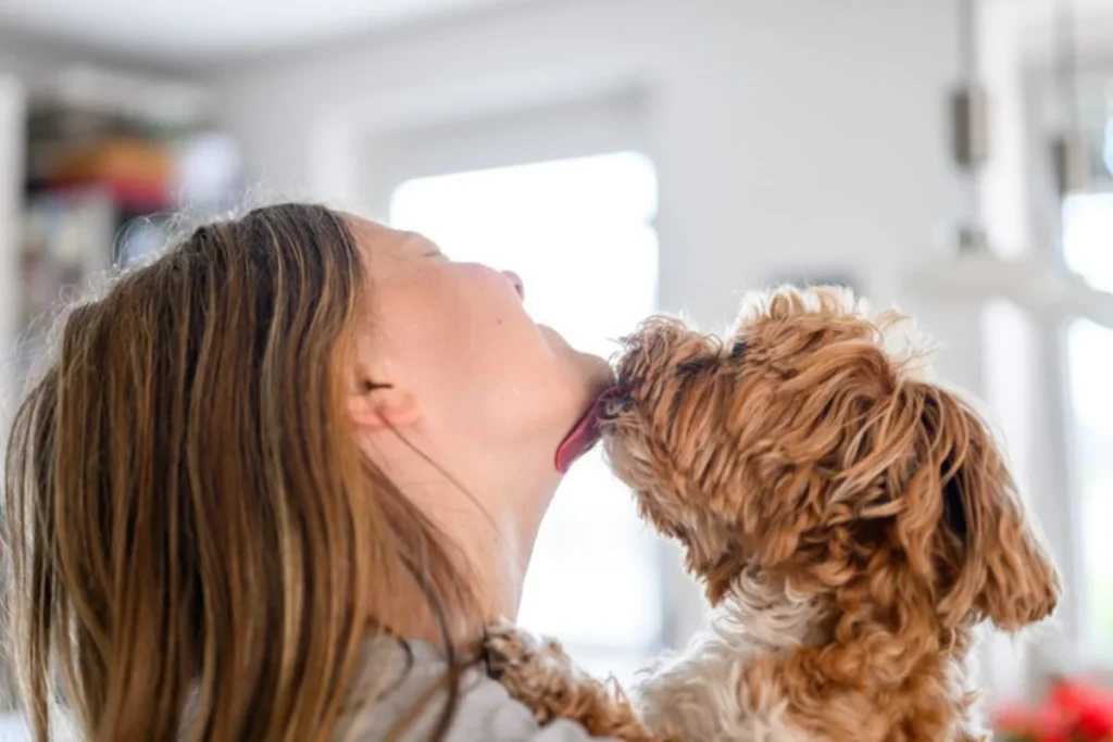 Por que evitar ser lambido no rosto por seu cachorro